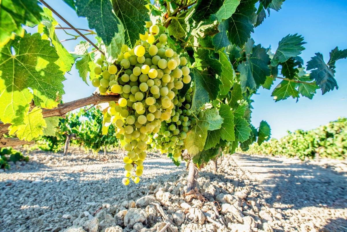 Il Vino del Friuli:predominio dei bianchi