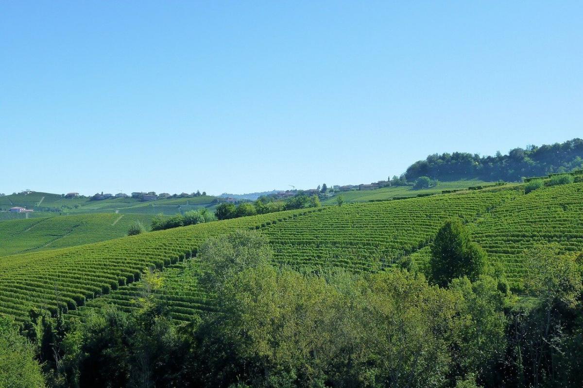 Le Langhe, terra dei grandi vini rossi d'Italia