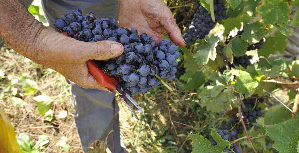 Un'immagine durante la vendemmia.