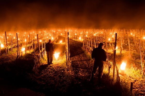 Falò nei vigneti in Francia