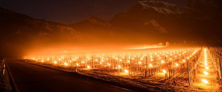 Falò per salvare i vigneti durante le gelate di Aprile 2017