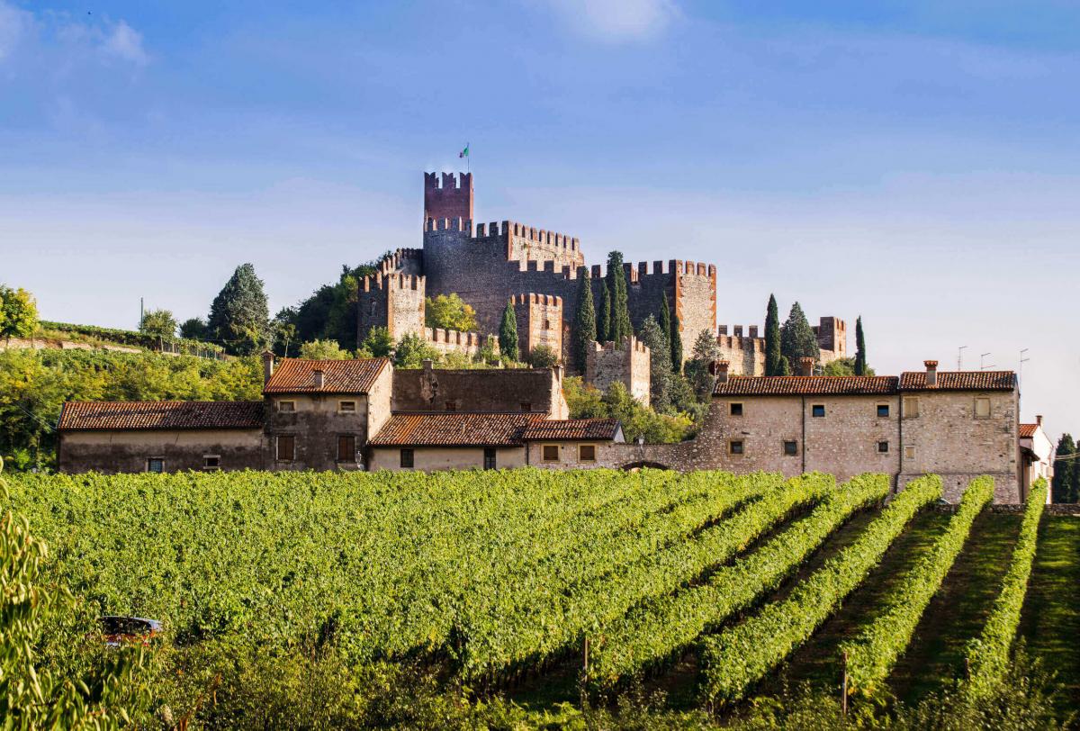 Un vigneto che si estende vicino ad un antico castello