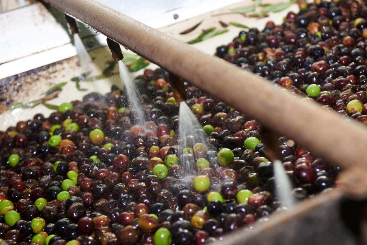 Olive vengono lavorate in occasioni di Frantoi Aperti