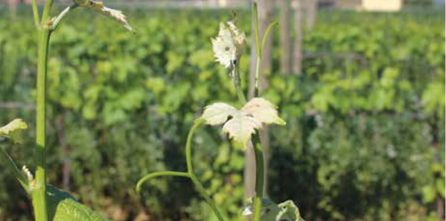 Il canaiolo bianco