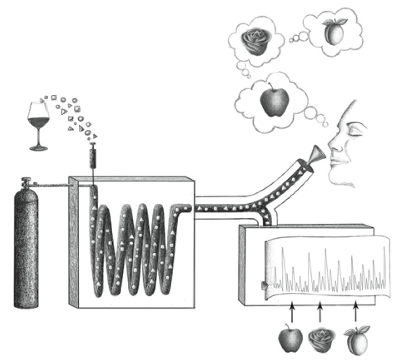 il respiro del vino analisi olfattometrica