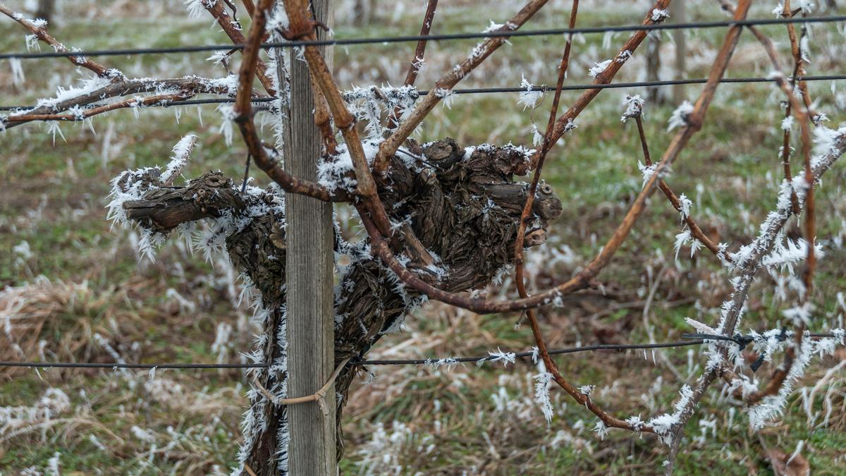 I danni causati dal gelo ai vigneti