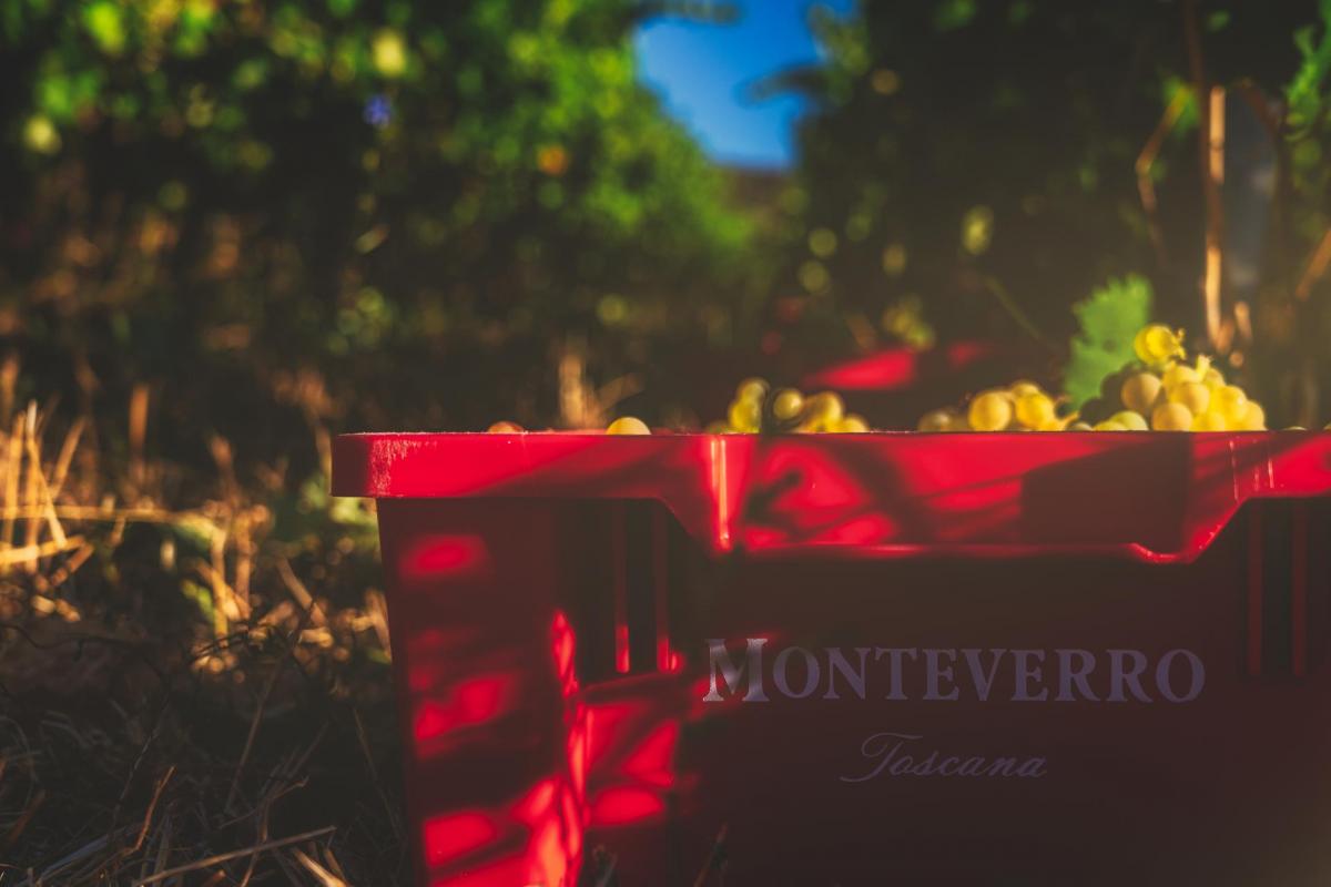 Vendemmia 2022 Monteverro