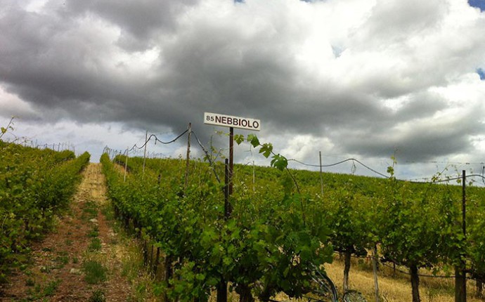 Un vitigno di Nebbiolo Vitigno Nebbiolo