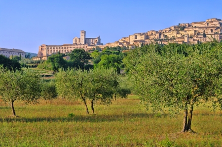 Oliveti Assisi