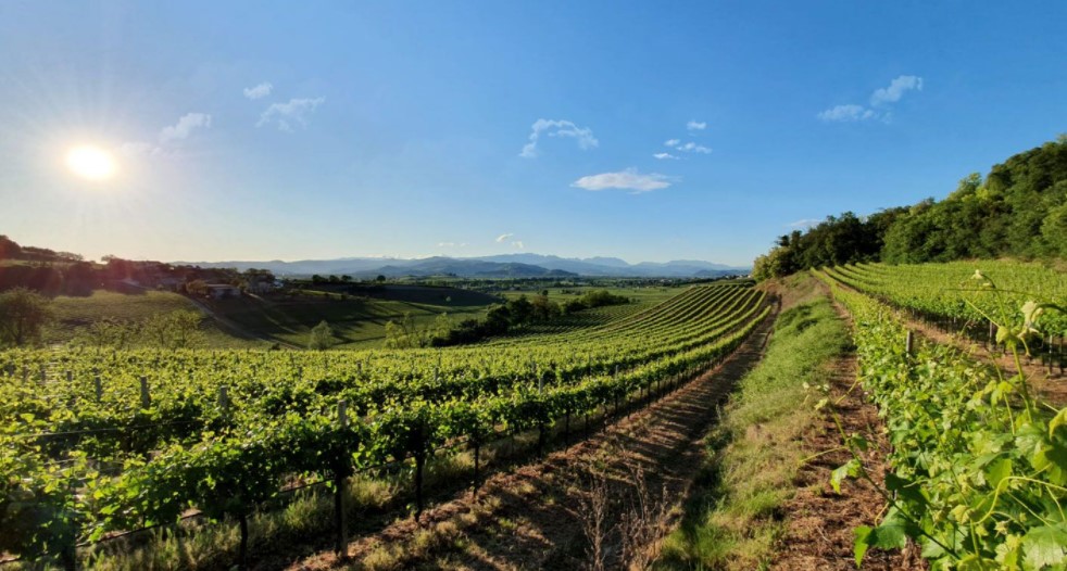 Vigneti a Serego, in provincia di Vicenza