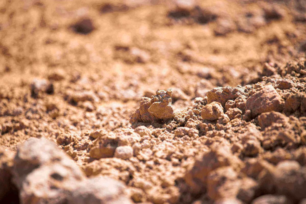 La terra coltivata di un vigneto