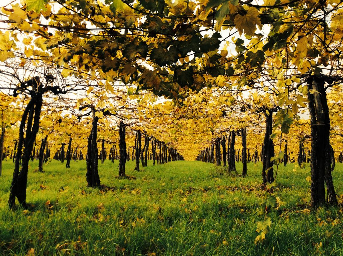 uve Trebbiano