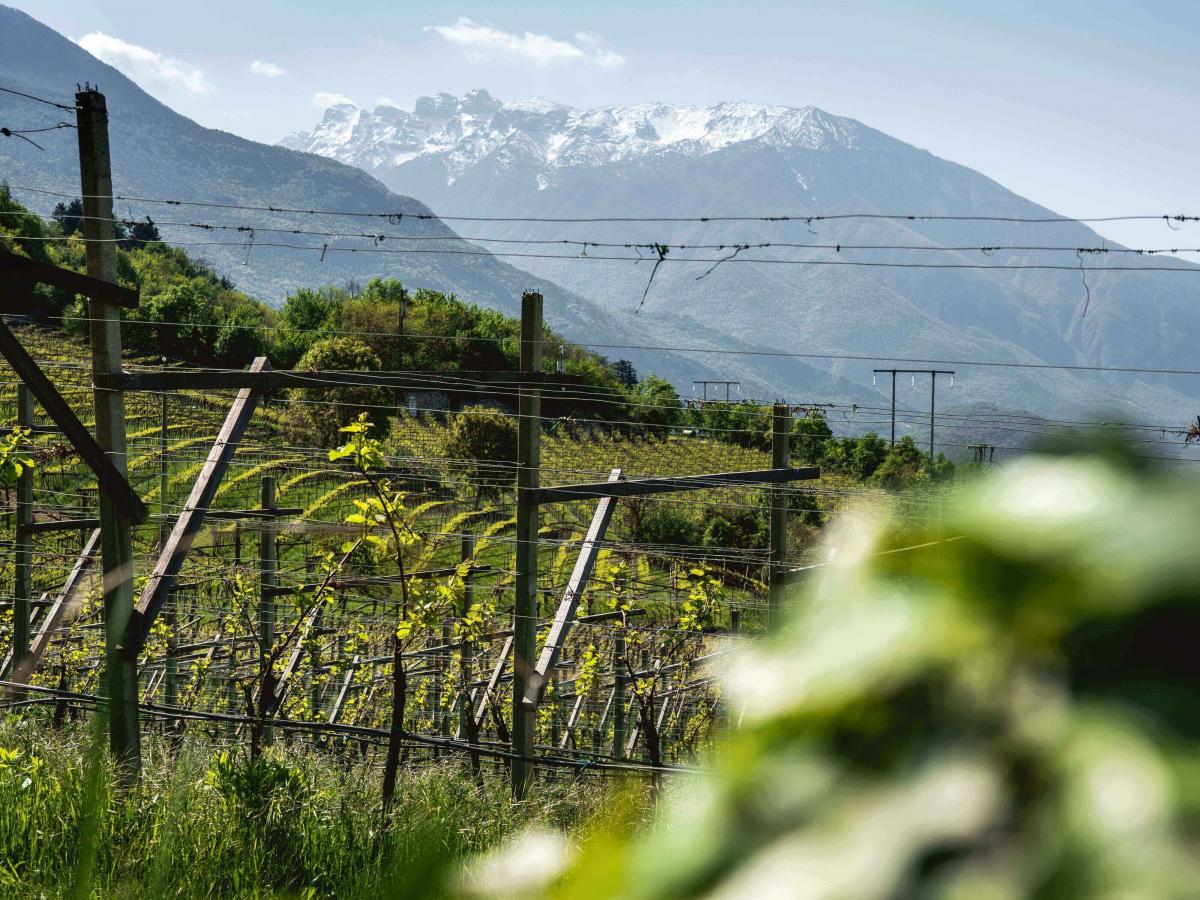 Vigneti immersi nel suggestivo paesaggio del Trentino