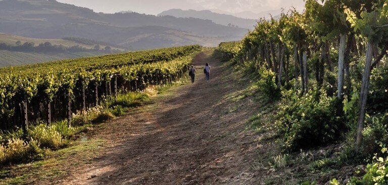 Passeggiata in Abruzzo tra i vigneti