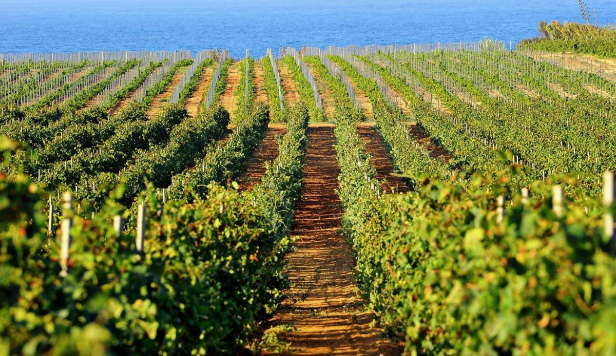 Vigneto Grillo