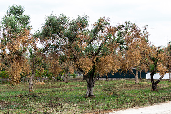 oliveto con Xylella