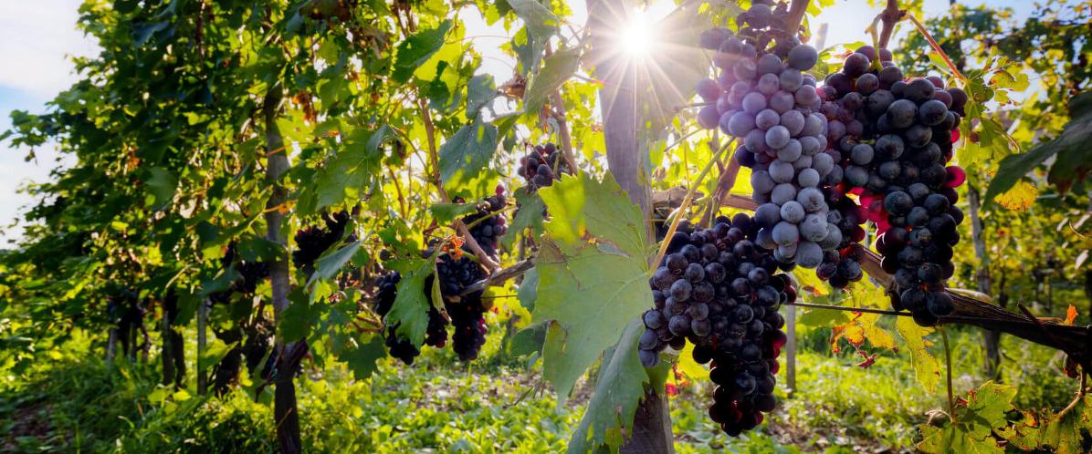 Vino rosso d'Italia: il vitigno Aglianico