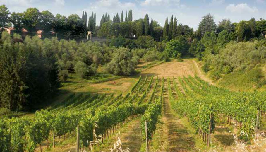antichi vitigni toscani