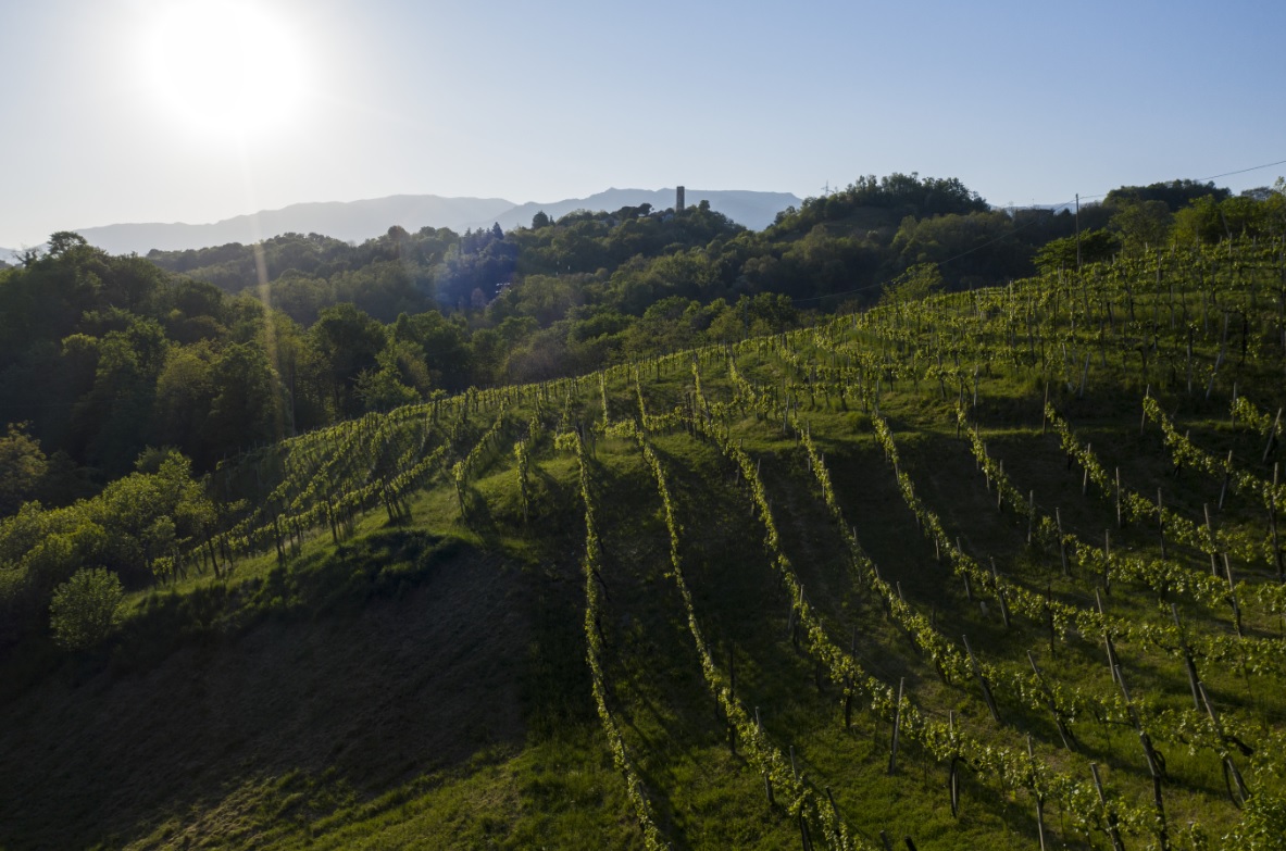 Asolo Prosecco adotta la “riserva vendemmiale”