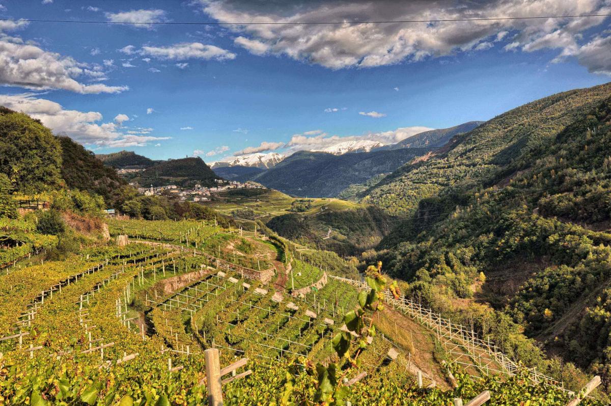 Vigneti del Trentino durante la stagione autunnale