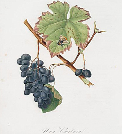 Barbera Gallesio