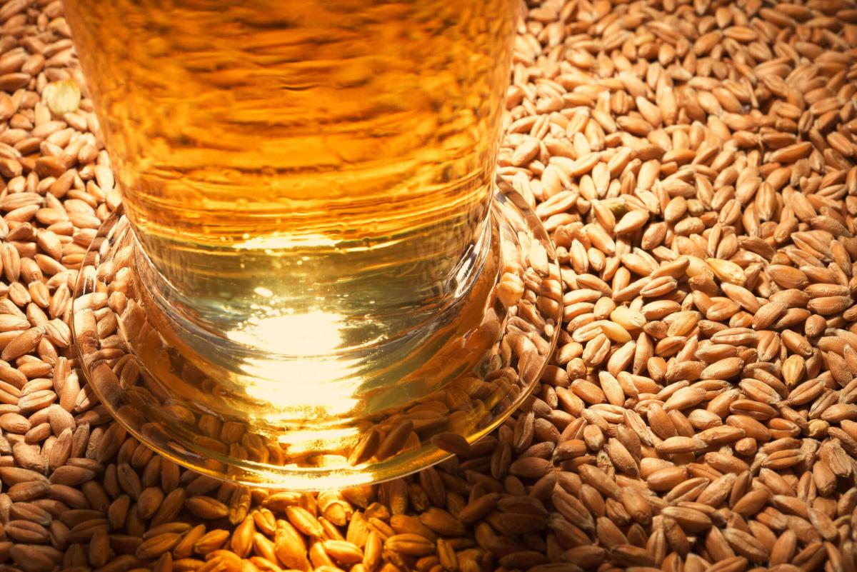 Il grano un cereale utilizzato per fare la birra