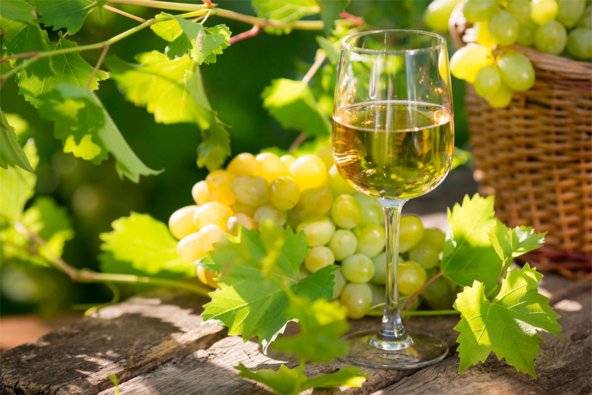 Calice di Vernaccia