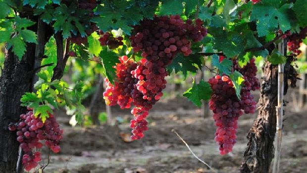 Il canaiolo rosa