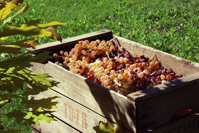 Una cassetta di uva appena raccolta