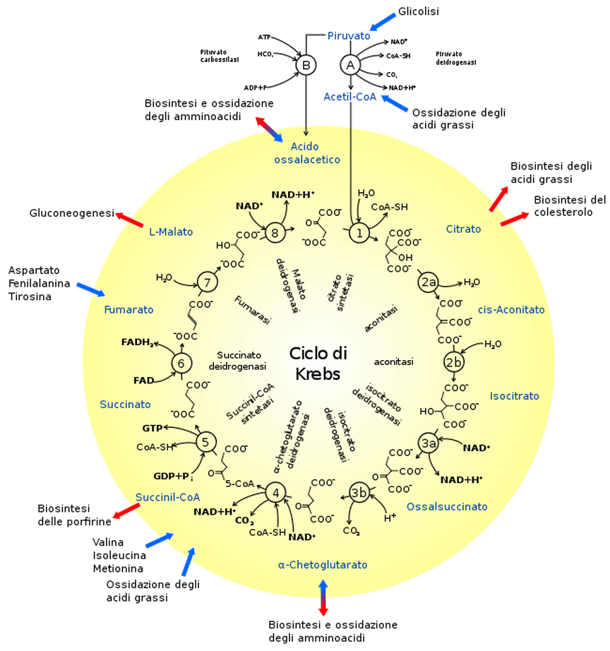 Ciclo di Krebs