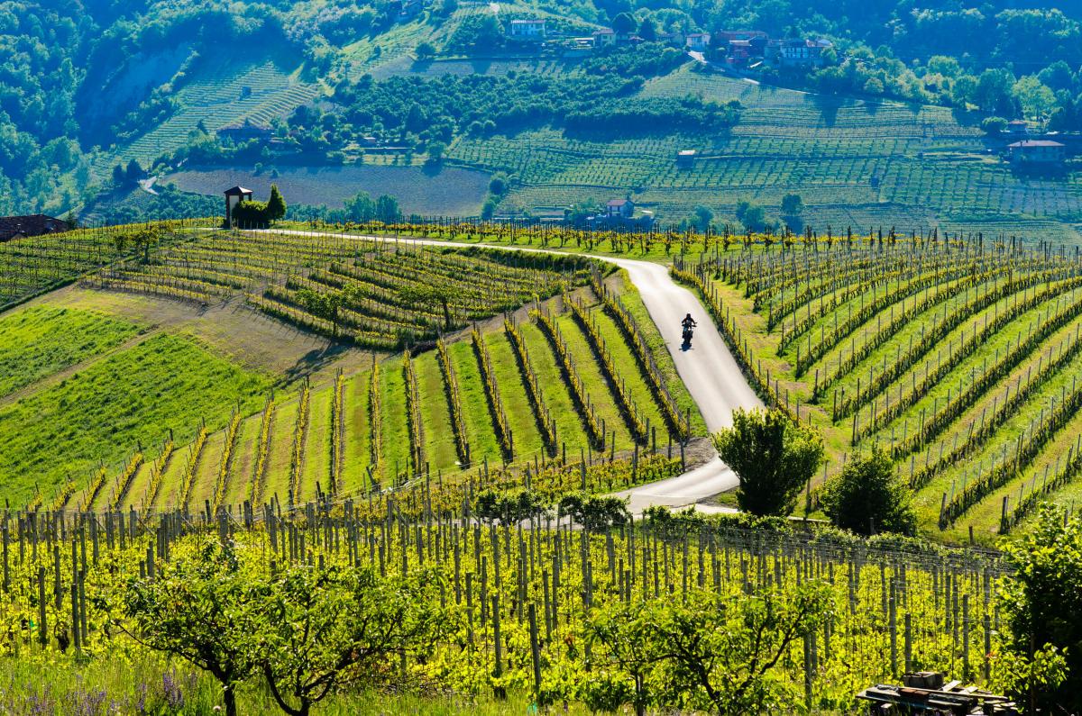 Cortese: il paesaggio e il clima