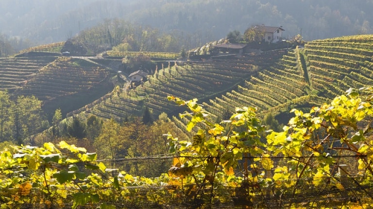 Vitigni delle colline del Friuli Venezia Giulia