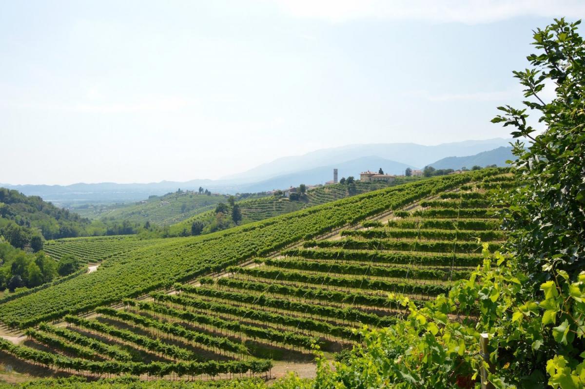 Colline del Prosecco terrazzamenti