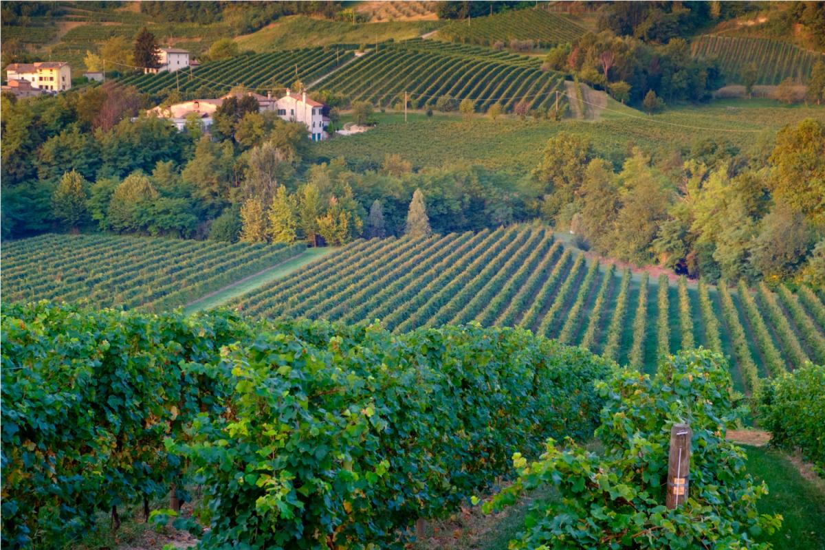 Colline del Prosecco