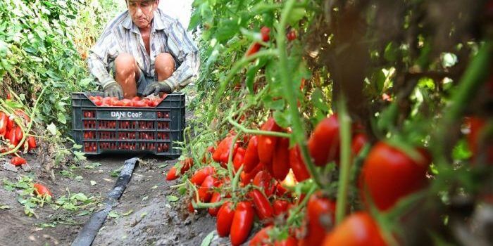 Coltivazione di pomodoro San Marzano