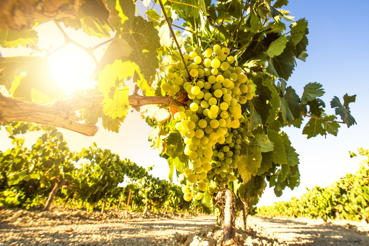 Uve Grillo, caratteristiche e suoi vini
