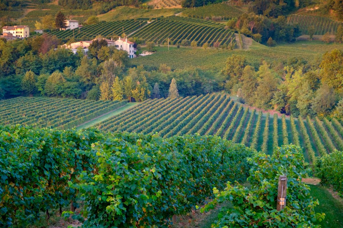 Strada del Prosecco: Conegliano