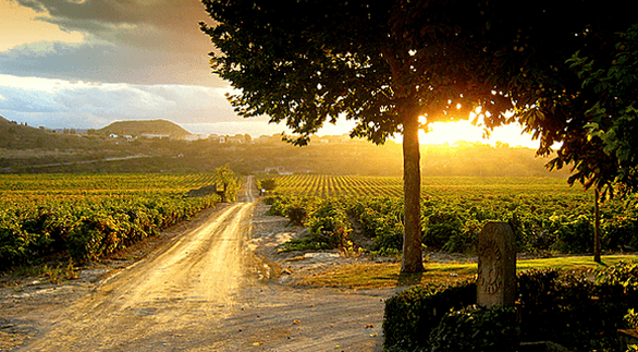 Enoturismo in Rioja: vigneto