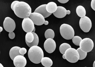 Lievito Saccharomyces Carlsbergensis