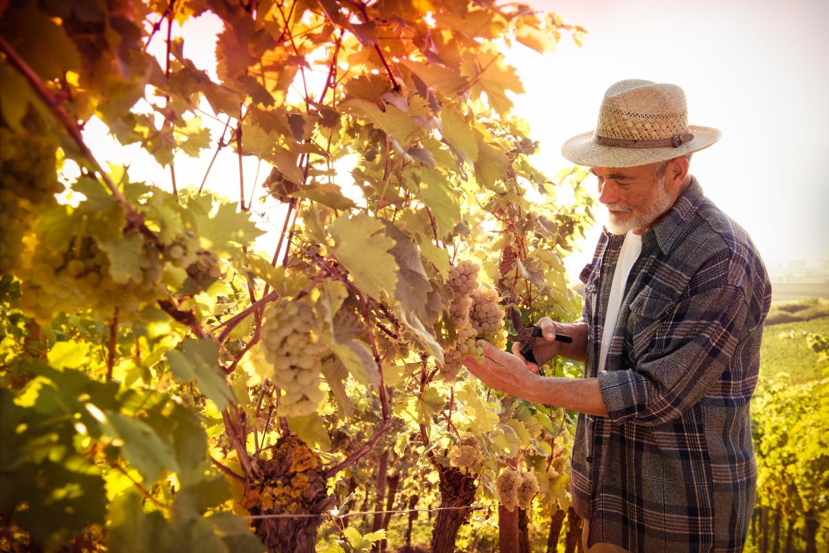 Nuove metodologie per migliorare la resistenza dei vigneti