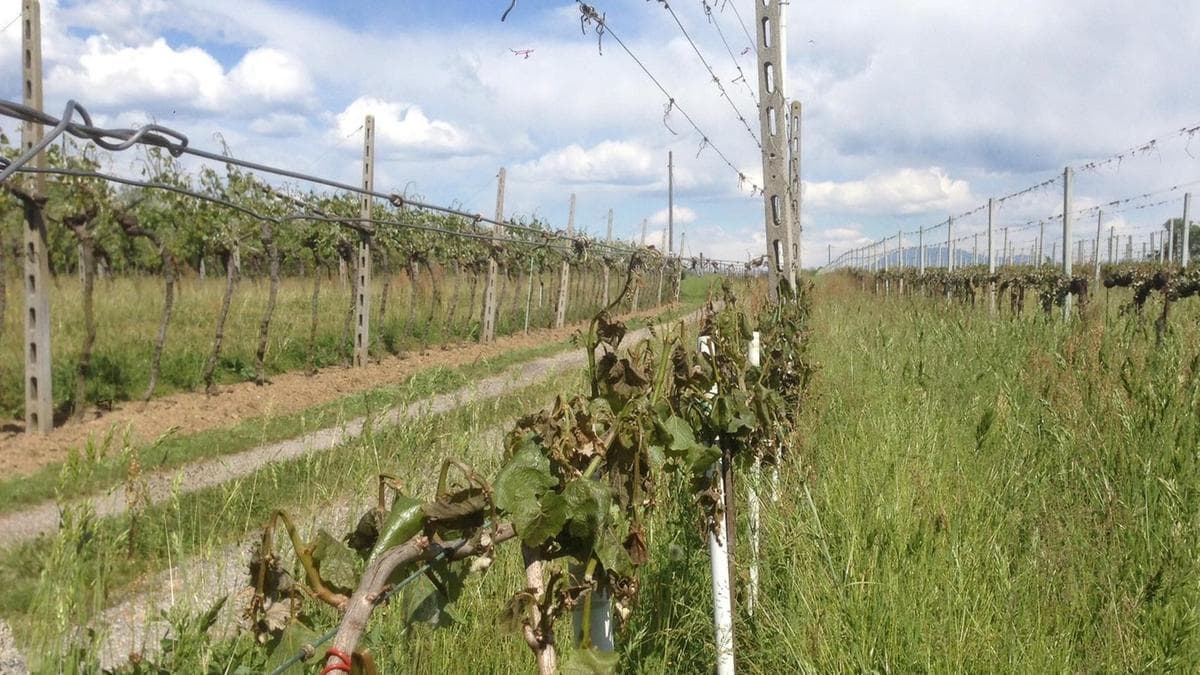  Danni da gelo in Franciacorta