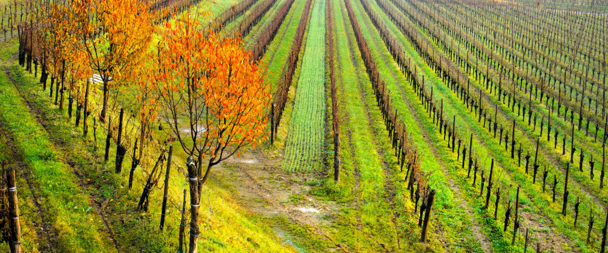 Friuli Venezia Giulia: da sempre è presente una grande qualità dei vitigni 