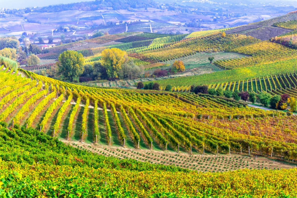 Le Langhe, terra dei grandi vini rossi d'Italia