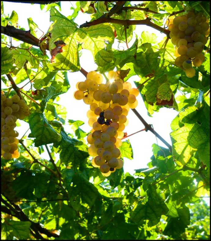 L'uva dell'Erbaluce di Caluso in Piemonte