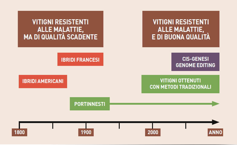 L'evoluzioe temporale dei vitigni