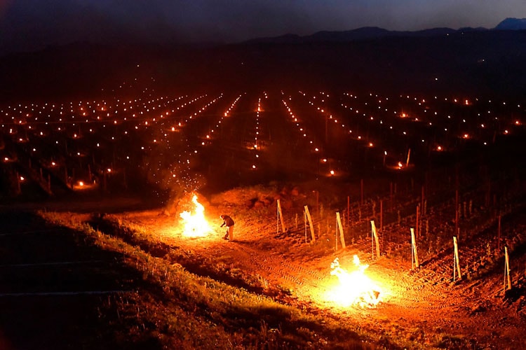 Falò per salvare le vigne durante il gelo