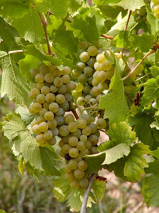 Grappolo di uva Fiano d'Avellino