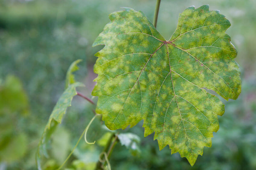 Foglia di vite attaccata da peronospora