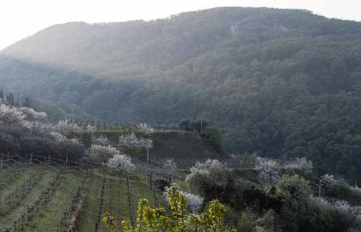 La tradizione veronese vino veronese