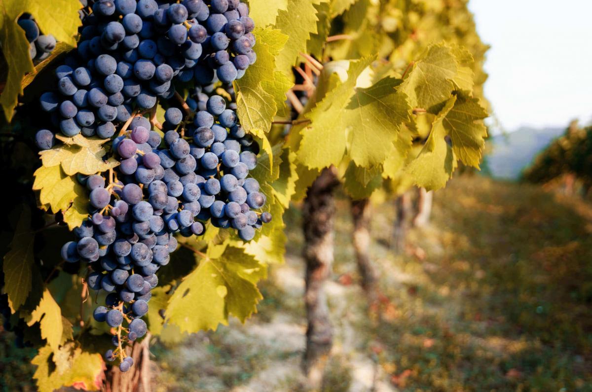 Grappoli d'uva destinati alla produzione del Barolo